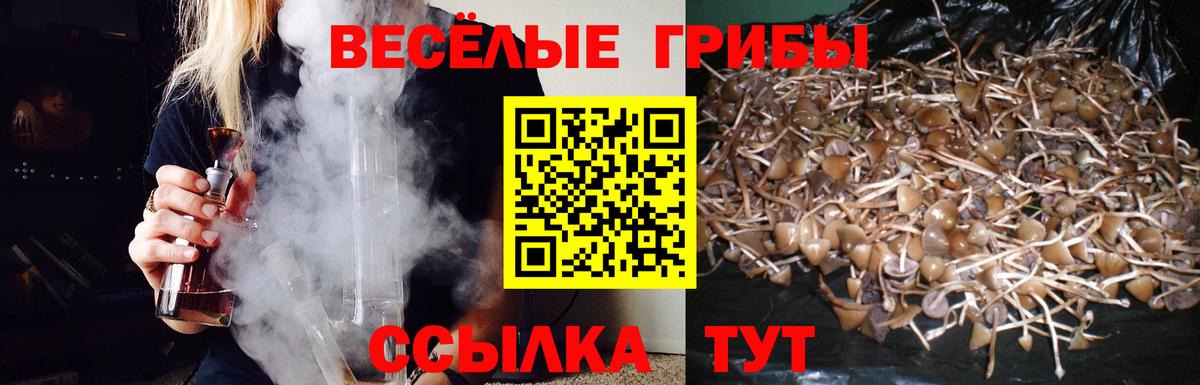 Галлюциногенные грибы Psilocybine cubensis Ачхой-Мартан